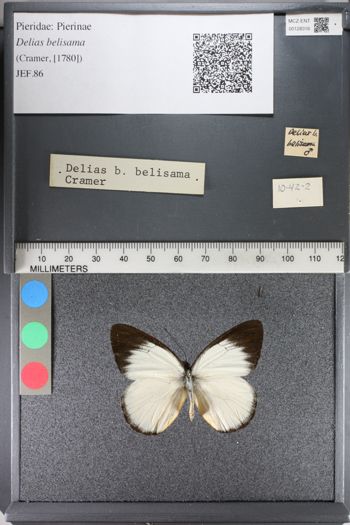 Media type: image;   Entomology 128316